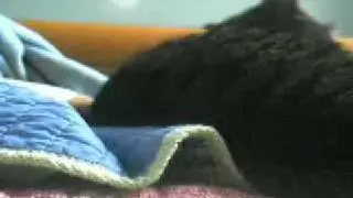 My Cat Snickers Being Weird
