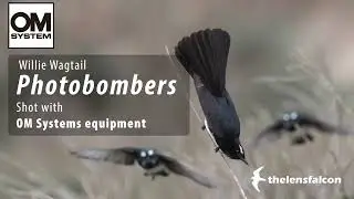 Willie Wagtail PHOTOBOMBERS