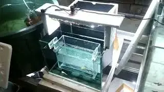 cara bikin studio ikan Guppy