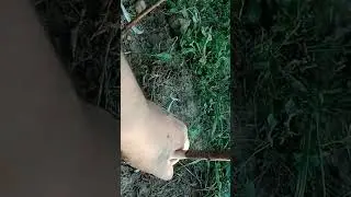 Окуліровка черешні...