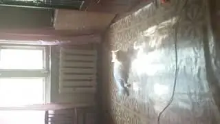 Кот Сеня