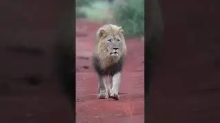 Lion king #wildlife #lion