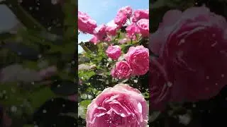 13 MÜZİKSİZ SEVDİĞİNİZ HARİKA İLAHİLER | AĞLAYA AĞLAYA YOLLARA DÜŞTÜM