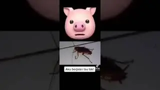sesiapa yang selalu cakap babi time nampak lipas terbang...like ye😬😀