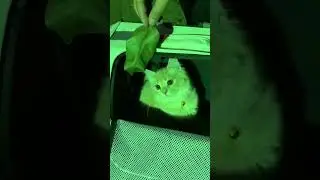 Mau ikut nongkrong juga #catlover #shorts