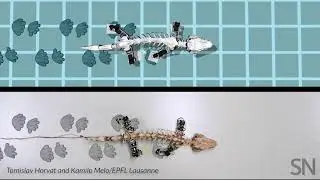 Watch researchers re-create how an early tetrapod moved | Science News