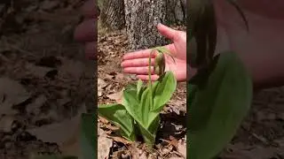 Finding RARE Lady’s Slipper orchid. #orchids #wildflowers #blueridgemountains #naturevideo #flower