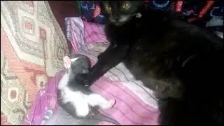 ВЗГЛЯД ТИГРИЦЫ