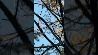 Я и не знал что каждую зиму играл в кальмара с белками 