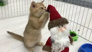 Котенок испортил Новый год - уронил Санта Клауса #shorts