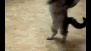 Коты слуги дьявола
