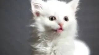 Котята мило пищат - трогательное видео (читать описание)