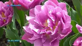 Гулҳои Душанбе #3 / nature of tajikistan