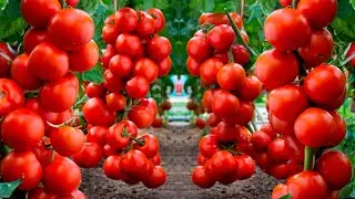ONLY AFTER THIS REMEDY OF TOMATOES WILL TIE 10 TIMES MORE! SUPER FEEDS!!!