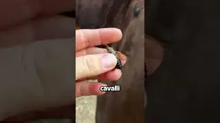 Why You NEED To CATCH This Bug?!😳