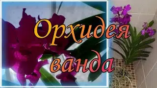 Орхидея Ванда. Уход. Минусы. Полив. Как добиться цветов? Как содержать?(подробнее в описании видео)