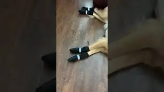 Golden Retriever Doesn’t Want To Go For A Walk!