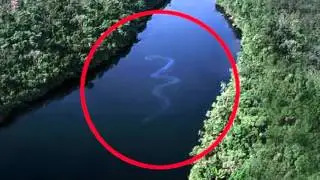 самая большая змея в мире