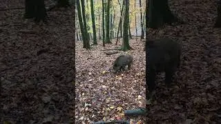 Wild boars attacked in the forest