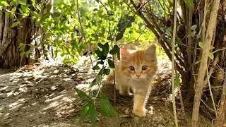 cute cat slow walk🐱🐈🐈#shorts #short #cats #cat