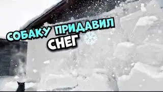 German Shepherd in the snow |/ The dog was crushed by snow ❄️