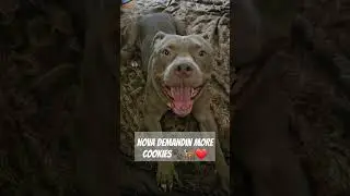 Nova Demandin Cookies 