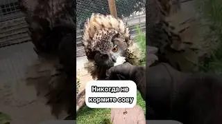 Don't feed the owl.