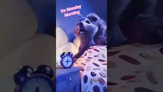 Morning Routine 🤬🐿