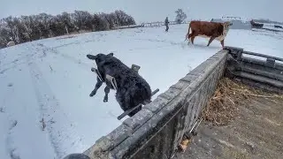 Hereford Calved in Big Wet Snow