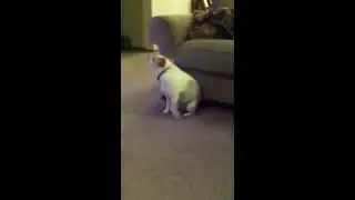 Собачка танцует на дискотеке!!!!