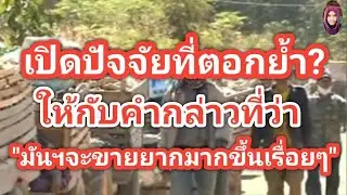 มันฯไทยจะกลับไปมีราคาเท่ากับ20ปีที่แล้ว?หากเป็นเช่นนี้ต่อไปอะไรก็ไม่แน่ #ตอง8#มันสำปะหลัง
