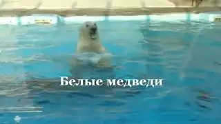 Белые медведи