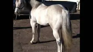 Stallion Stud Services - De Blue Bear