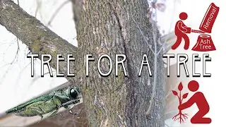 Remove an Ash Tree with us and get a free baby tree planted with our Tree for a Tree Initiative