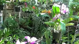 МОЙ САД ОРХИДЕЙ В АВГ КАТЛЕИ, РИНКОСТИЛИС. AUGUST BLOOMS. CATTLEYA ORCHIDS, RHYNCOSTYLIS GIGANTEA..