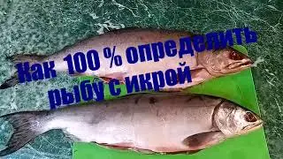 КАК 100 % ОПРЕДЕЛИТЬ  РЫБУ С ИКРОЙ