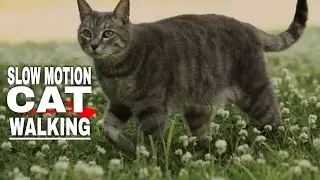 Slow Motion Of Cat Walking On Grass With Small Flowers | Animals Video Copyright Free