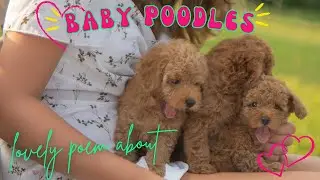 Poodle Love in Curls and Cuteness