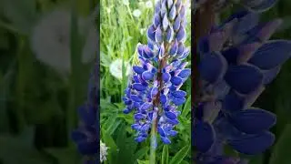 летние цветы😊