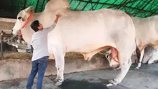 اليك اضخم واكبر الثيران والعجول التى قد تراها فى حياتك .. لن تصدق كم يبلغ وزنه (سبحان الله)