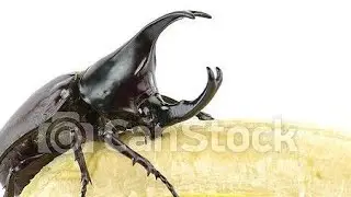 Super Realistic Dinos JW moviments in Loop|stick nodes| TEST.