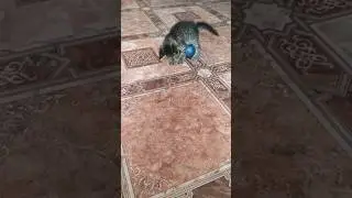 Котёнок на фитболе 😁
