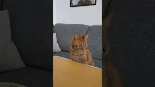 ❤️Кот Артём❤️