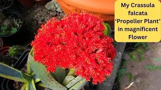 My Crassula falcata 'The Propeller Plant' in MAGNIFICENT Flower 