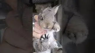 Маленький кролик