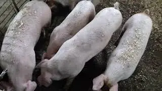 Покрыл только что а уже не терпится посмотреть на поросят ☺ . Борьба с мухами и комарами