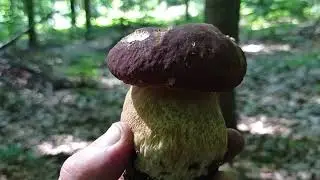 ПОХІД В ЛІС ПО ГРИБИ. 🍄