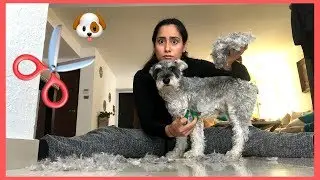 Le corto el pelo a mi perro con tijeras| AU