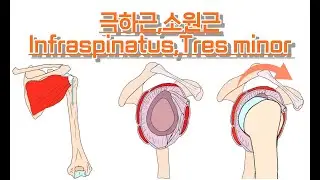 극하근,소원근/가시아래근,작은원근/Infraspinatus,Tres minor 완전 정복!