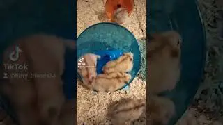бег хомяка в колесе